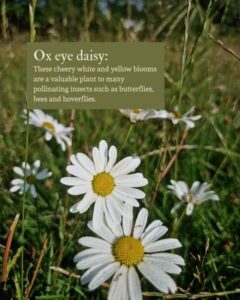 Photo of ox eye daisy with text explaining its benefits