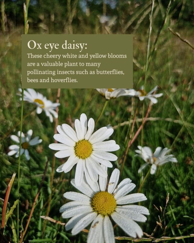 Photo of ox eye daisy with text explaining its benefits