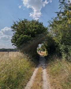 Two walkers are hiking on a chalk footpath between fields under an arch formed by bushes.