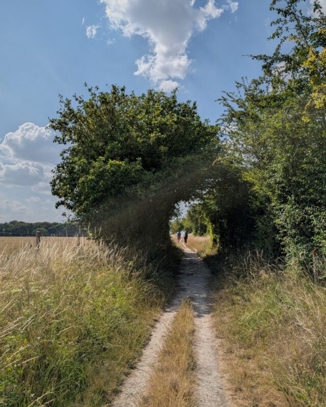 Two walkers are hiking on a chalk footpath between fields under an arch formed by bushes.