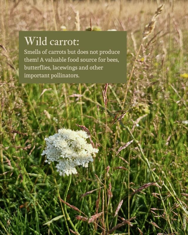 Wild carrot: Its leaves and roots smell like carrot but the plant doesn’t produce carrots. Wild carrot is a valuable food source for bees, butterflies, lacewings and other important pollinators.