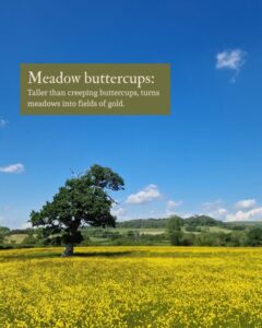 Photo of meadow buttercups with text explaining its uses.