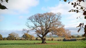 A grand old tree whose leaves have fallen stands in a field in November.