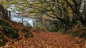 A footpath covered in brown, red and gold leaves with overhanging trees overhead with yellow and gold leaves.