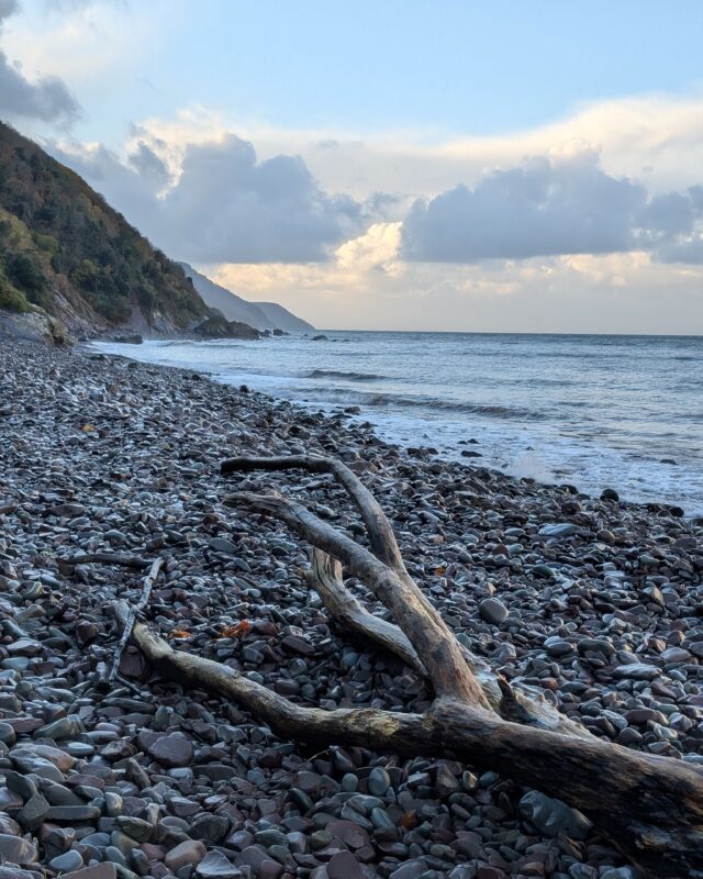 View of driftwood on a pebbel beach with cliffs in the background and the sea to the right.
