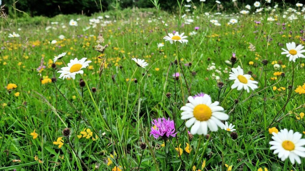 Close up of a field full of wildflowers including ox eye daisies, clover and bird's foot trefoil