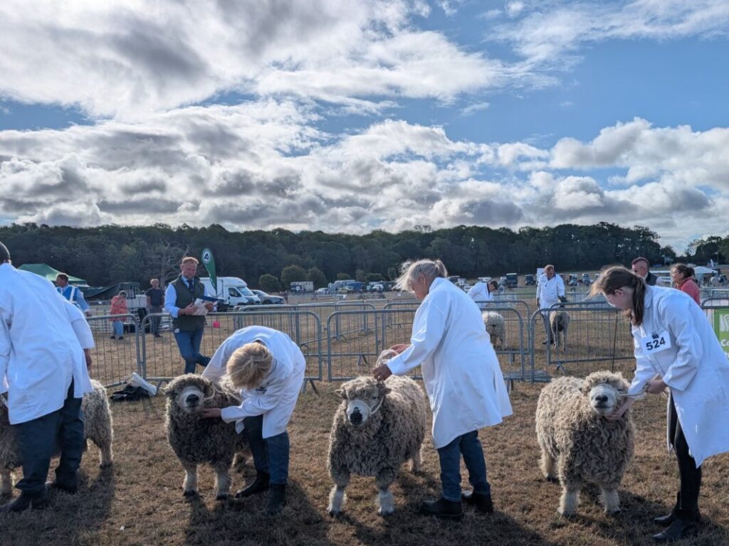 A line of sheep and their handlers standing in an exhibition ring waiting to be judged.