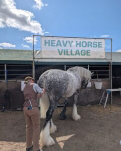 A woman is plaiting the tail of a large grey and white heavy horse