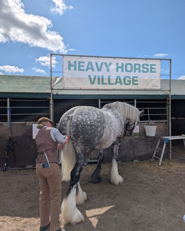 A woman is plaiting the tail of a large grey and white heavy horse