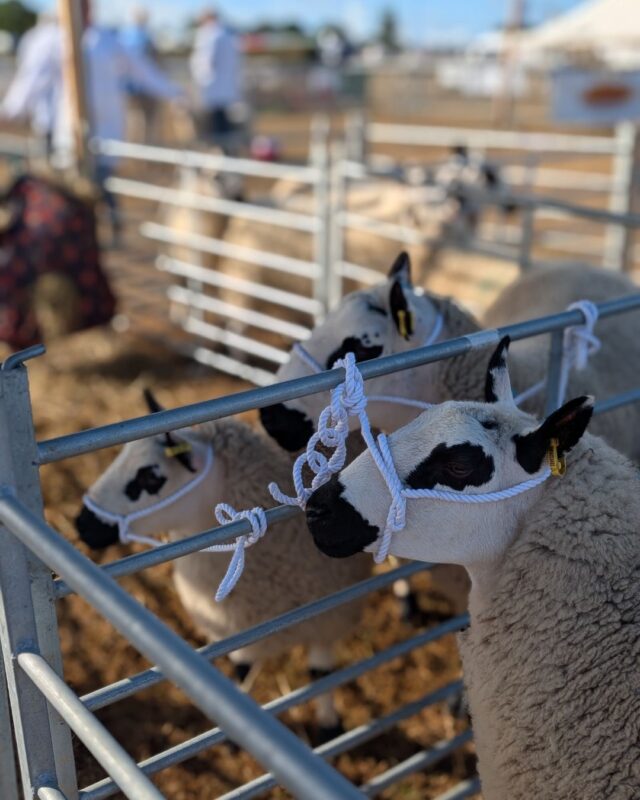 A close up of three sheep in a pen waiting to be exhibited at a country show.