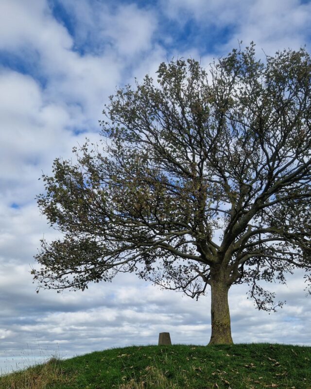 Close up of a single tree on top of a hill next to a trig point. The tree is silhouetted against a blue sky with white clouds.