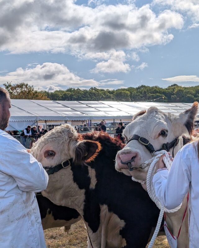 Two cattle and their handlers waiting in an exhibition ring to be judged