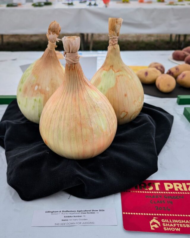 A group of three large onions presented on a plate with a first prize certificate next to them.