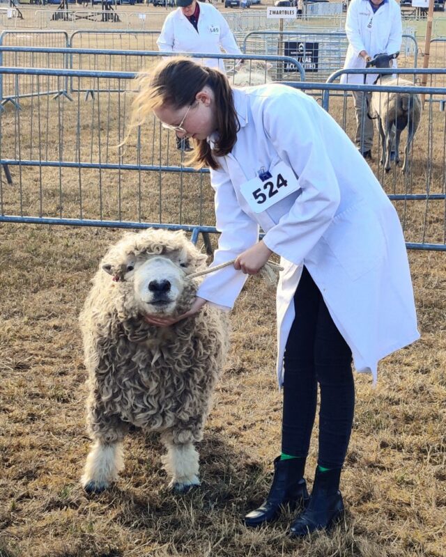 A sheep and its handler standing in an exhibition ring waiting to be judged.