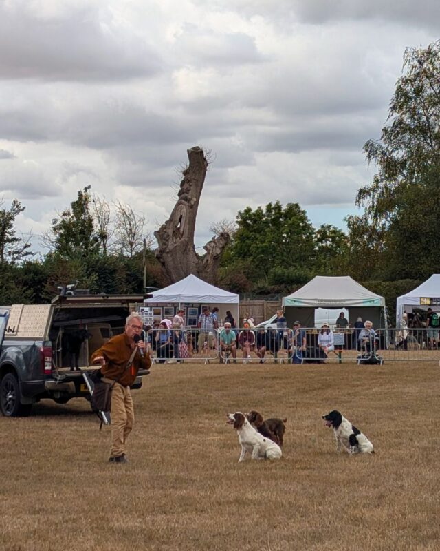 Three spaniels sit in a ring waiting for a command from their handler, who is explaining something to the watching crowd