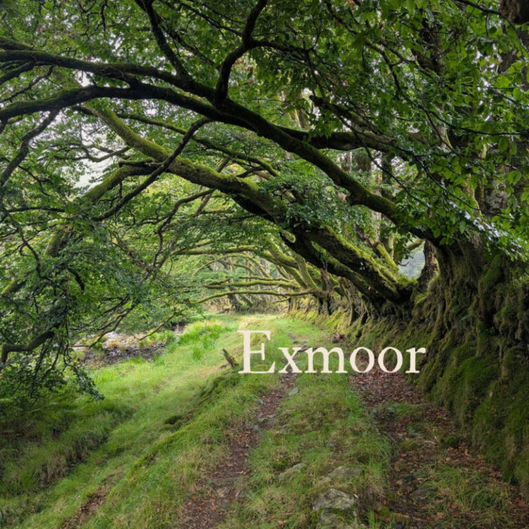 View of a footpath passing under trees in full leaf, turning the footpath into an enclosed green corridor.