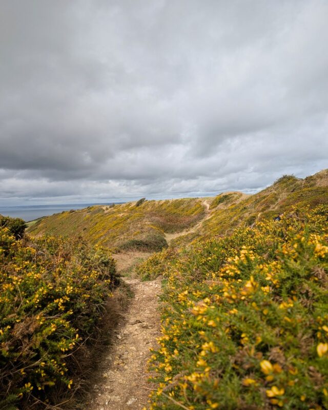 A narrow footpath winds through an undulating landscape full of bright yellow gorse flowers.