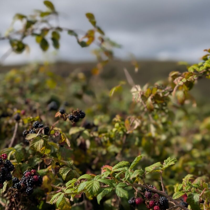 Blackberries on a bramble bush with a hill in the background