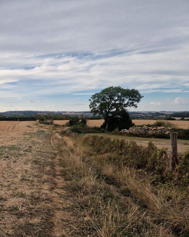 View of a harvested farmer's field covered in stubble with a footpath to the right and a lone tree in the distance.