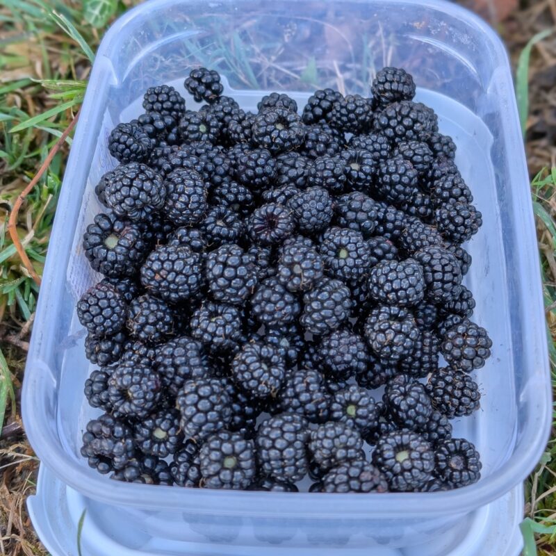 A plastic tub placed on the ground and full of blackberries