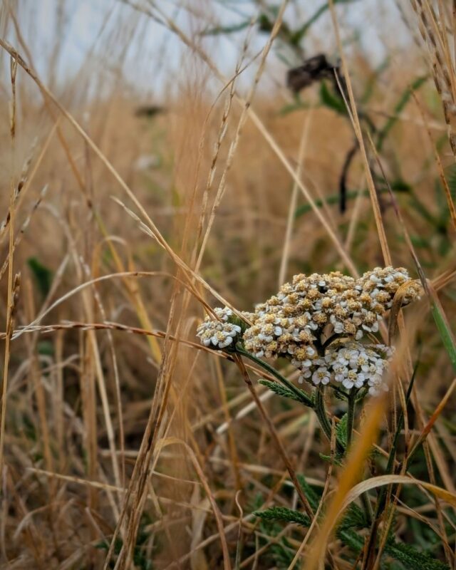 View through long yellow grass with a flower in the foreground. The colours are muted and autumnal.