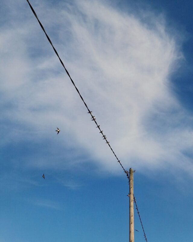 Birds gathered on and flying around a telephone wire against a blue sky with white clouds.