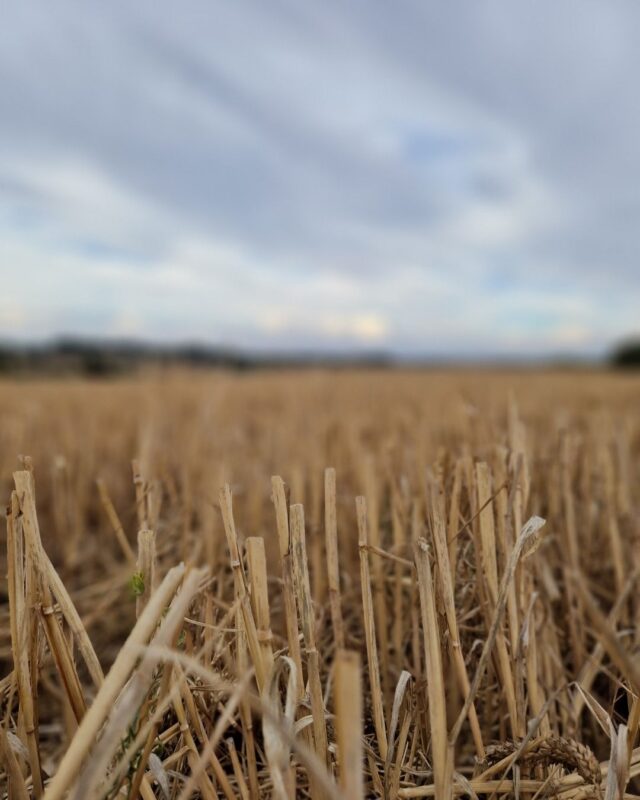Close up of a field where the crops have been harvested and stubble stalks have been left behind.