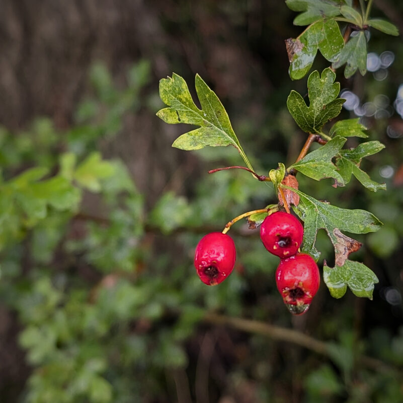 A close up of hawthorn berries in a bush