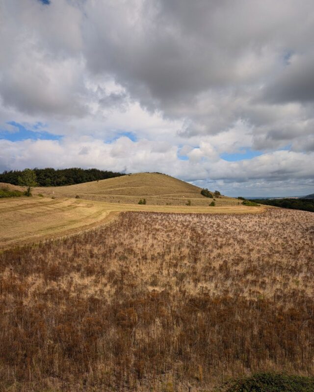 View over fields to a small hill. The field in the foreground is full of tall yellow and brown grasses with large seed heads. The fields in the distance have been harvested and are full of golden stubble.