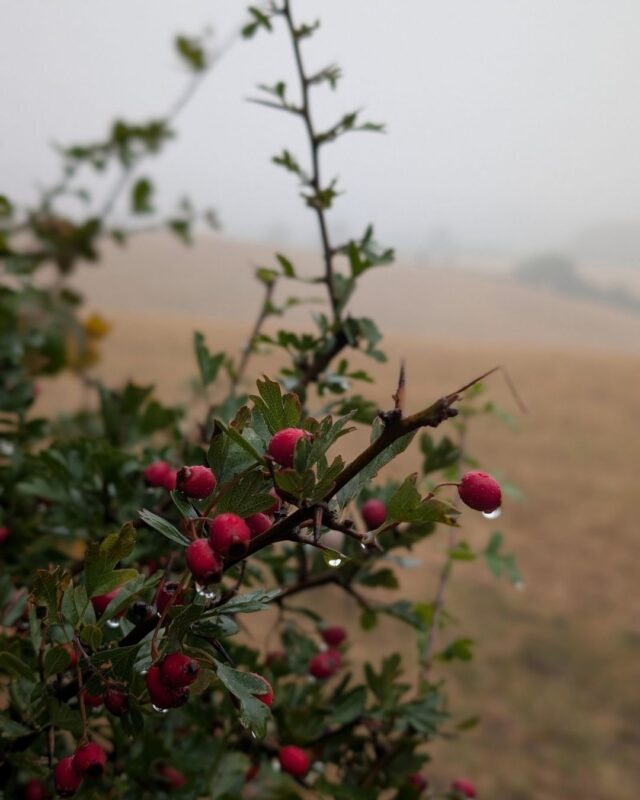 Close up of red berries in a hedge with water droplets hanging off the berries, in the distance is a field of yellow stubble where wheat has been harvested.
