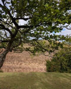 View out over fields from under a tree. The top and left of the image is framed by the trunk, branches and leaves of the tree. Beyond stretches a field of tall yellow swaying grasses.