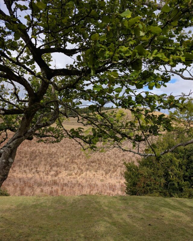 View out over fields from under a tree. The top and left of the image is framed by the trunk, branches and leaves of the tree. Beyond stretches a field of tall yellow swaying grasses.