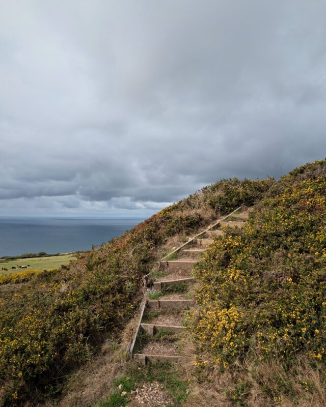 Steps leading up a small hilly section of a footpath winding through yellow gorse. The sea is visible to the left and the sky is overcast and grey.