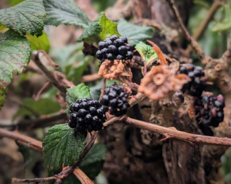 Close up of brambles with a cluster of blackberries in the middle.