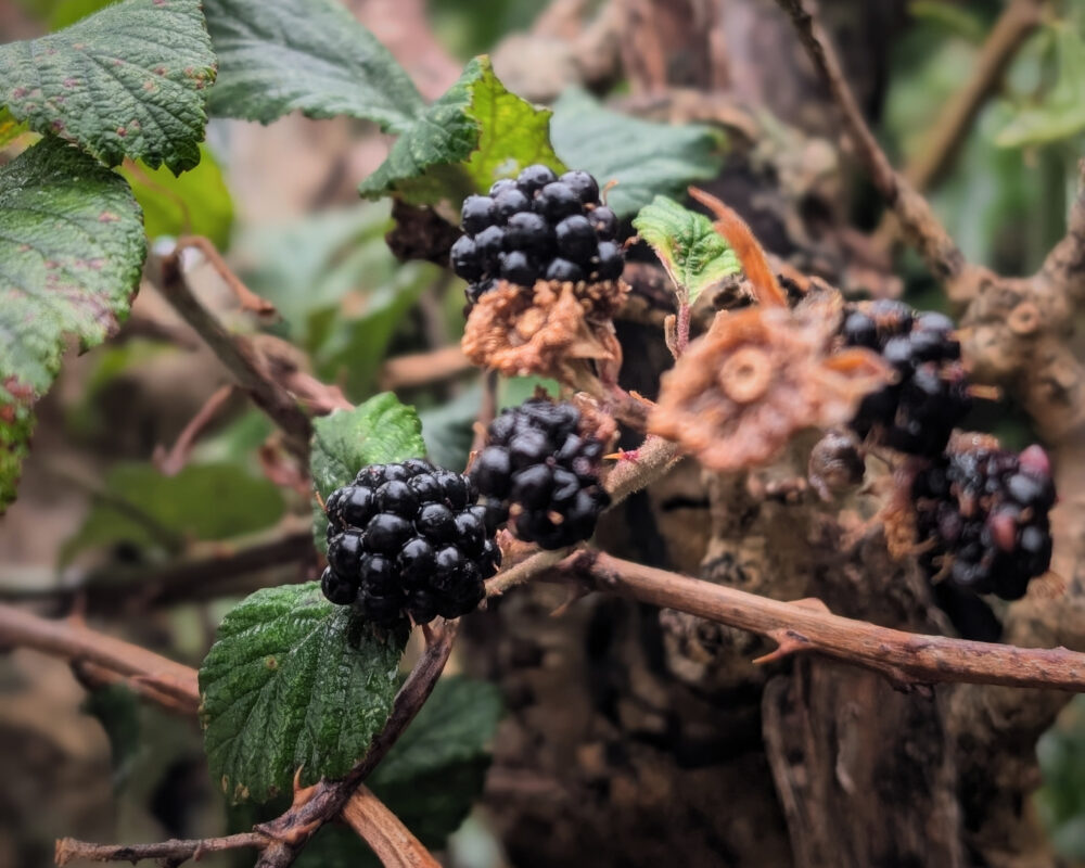 Close up of brambles with a cluster of blackberries in the middle.