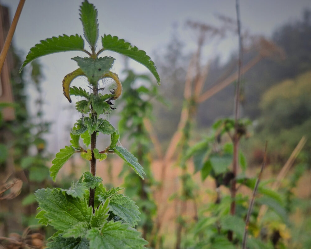 A close up of nettles in a field.