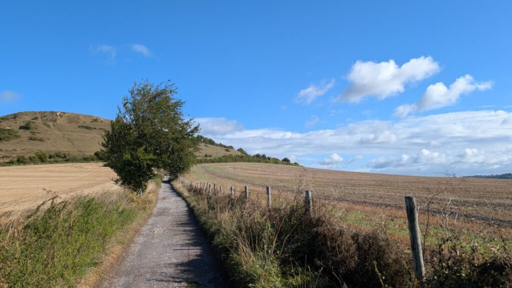 A gravel path streatches off between two fields under a bright blue sky. There is a tree in the middle ground and a hill to the left of the tree in the distance.