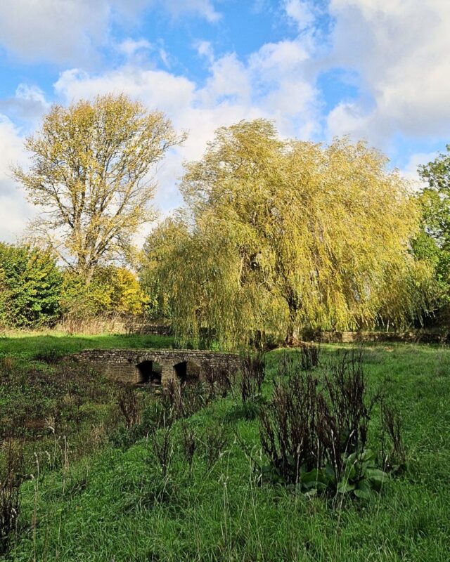 View of trees in autumn colours in a field with an old stone bridge in the distance under a weeping willow tree.