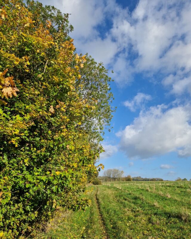 View of a field in autumn with a footpath stretching off into the distance and a tree with green and gold autumn leaves to the left.