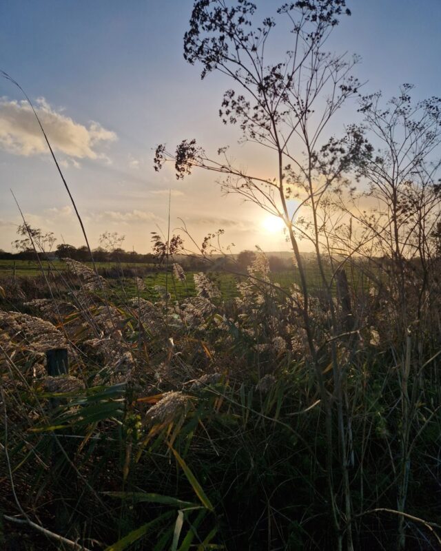 The sun is setting over a field in autumn. The photo is taken through grasses and seed heads. The orange sun is glowing in the background behind these plants.