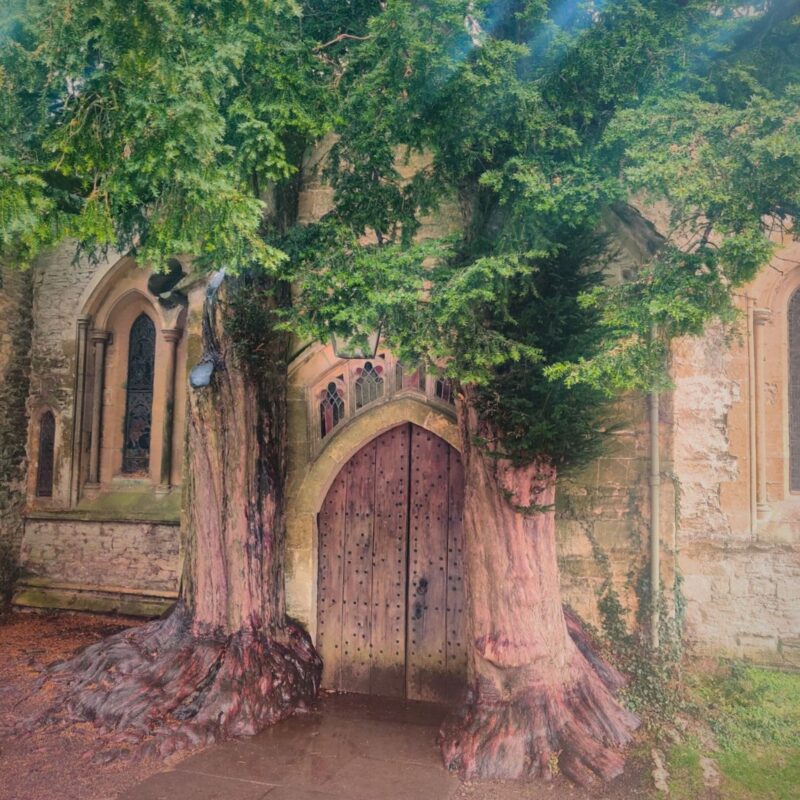 An ancient church doorway with two equally ancient yew trees with large gnarled roots growing either side of the door.