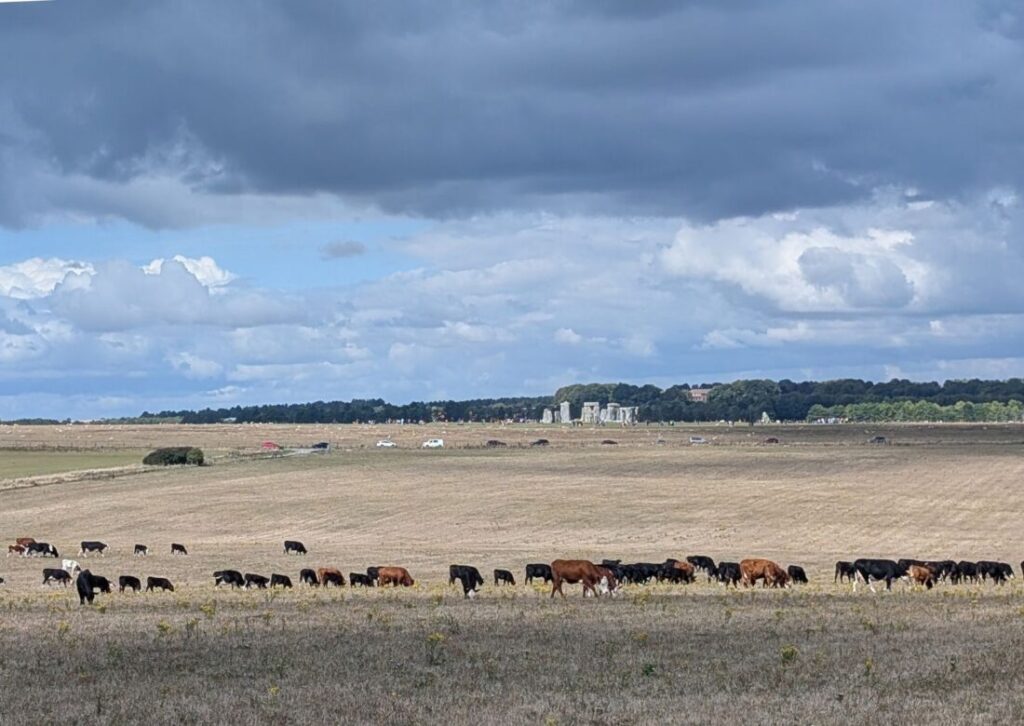 A broad sweeping landscape under a big blue sky with a herd of cows in the foreground and Stonehenge in the background