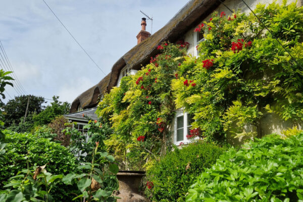 Cottage from Tisbury walk in summer