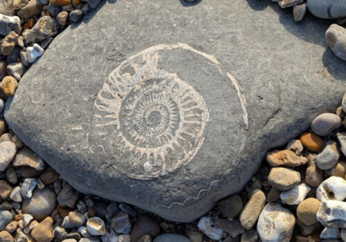Ammonite fossil on the beach