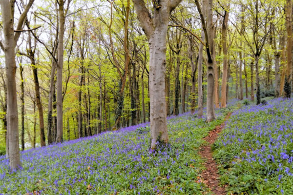 Bluebells in woodland with a path